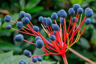 Botaniska trädgården 170816-2 Längs stigen upp mot Klippträdgården.