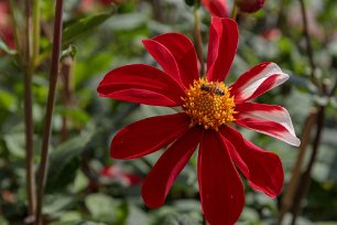 Dahliarabatten Dahliarabatten i Botaniska trädgården.