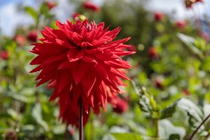 Dahliarabatten Engelharts Matador i Botaniska trädgårdens dahliarabatt