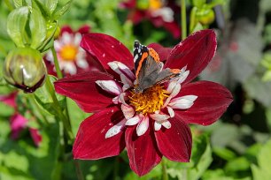 Dahliarabatten Amiral besöker Mary Eveline i Botaniska trädgårdens dahliarabatt.