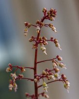 Alunrotsblomma Blommande alunrot på balkongen.