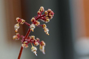 Alunrotsblomma Blommande alunrot på balkongen.