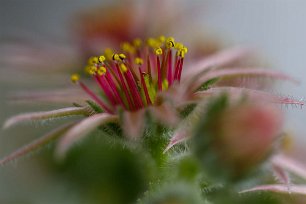 Taklöksblomma