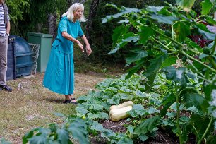 Gurkplantering Agneta Gussander visar sitt gurkkland med Cucurbita, pumpa