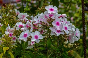 Höstflox Höstflox (Phlox paniculata) art i familjen blågullsväxter från östra Nordamerika. Flerårig, blir mellan 50 och 200 cm hög.