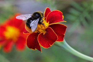 Humla på tagetes Humla på tagetes i köksträdgården. Tagetes angrips mycket sällan av sjukdomar och dess doft kan ofta hålla skadedjur bort från omkringliggande plantor. Just den...