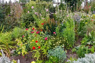 Riklig rabatt Zinnia, rosenskära, Coreopsis, salvior, Mose brinnande buske, vinruta, martorn mfl.