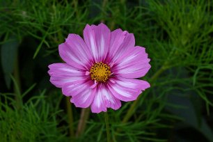 Rosenskära Rosenskära (Cosmos bipinnatus) är en art i familjen korgblommiga växter från sydvästra USA och Mexiko