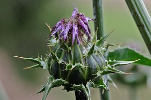 Spikklubba Mariatistel (Silybum marianum). Den enda tisteln med vitbrokiga blad.