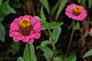 Zinnnia elegans Zinnia violacea (syn: Zinnia elegans) är en art av korgblommiga växter. Växtens ursprung är troligtvis Mexiko.